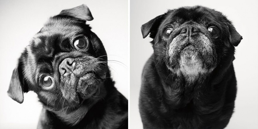 Come invecchiano i cani? - L'affascinante progetto fotografico di Amanda Jones